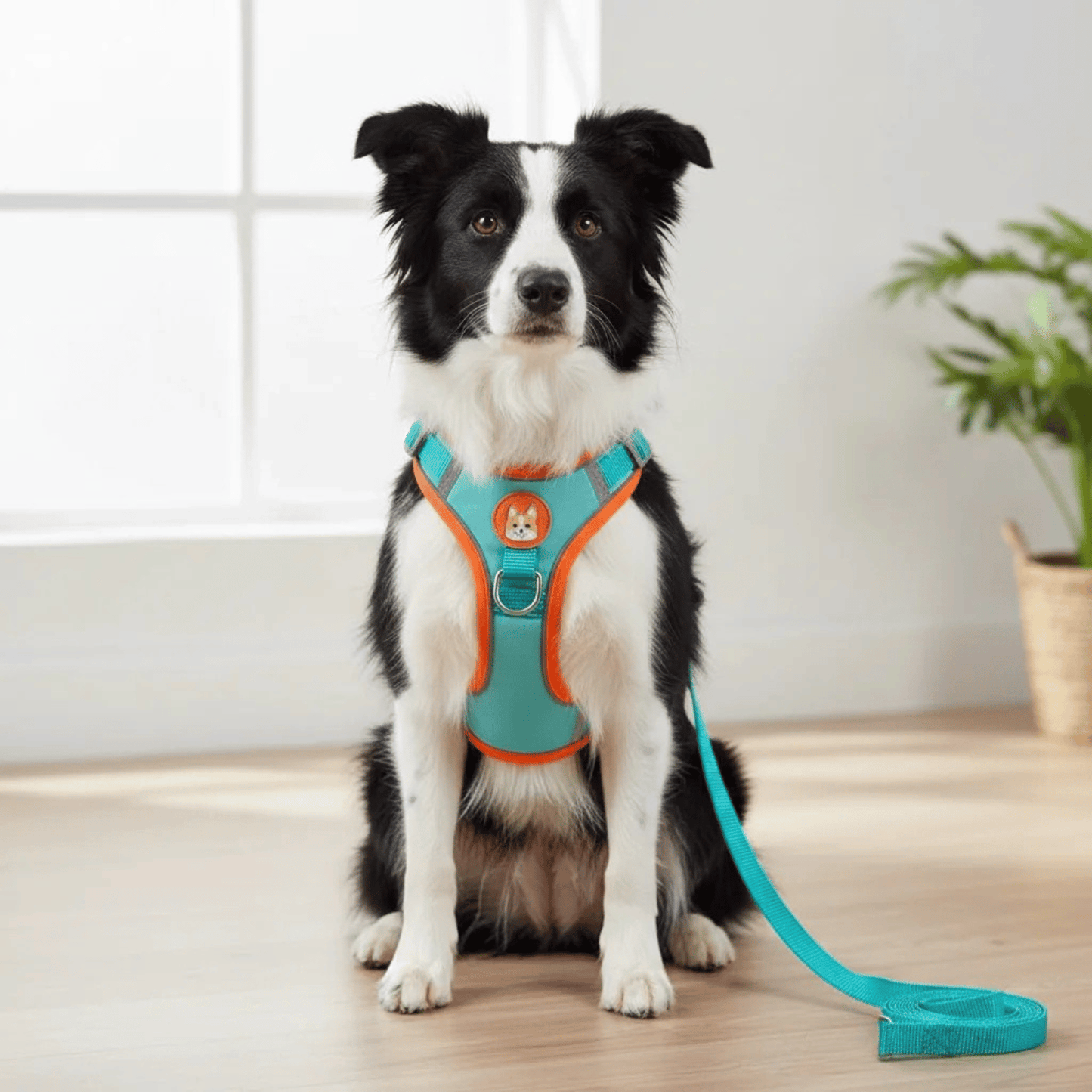 Reflective Dog Harness – Comfortable Nylon Harness for Walking
