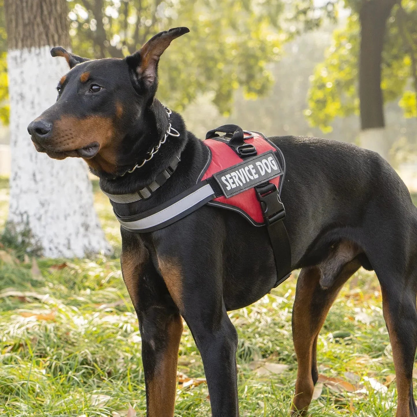 Reflective Adjustable Dog Harness – Strong Polyester for Walking