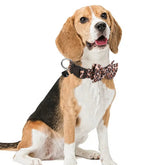 Luxury Leopard Print Collar with Detachable Bow