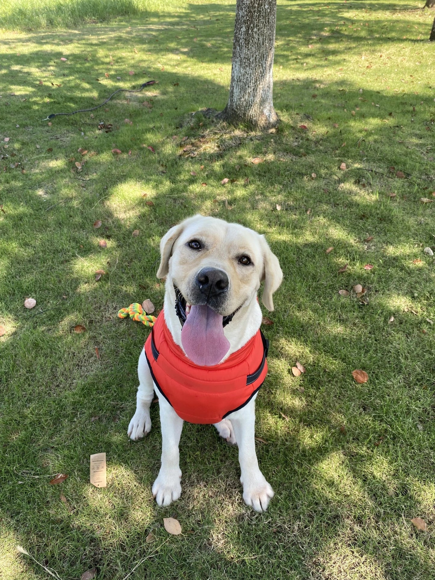 Warm Winter Coat for Dogs with Built-in Harness